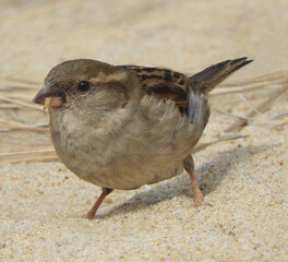  close up of a female house sparrow  in the sand with a grub in its mouth in rehoboth beach, delaware 