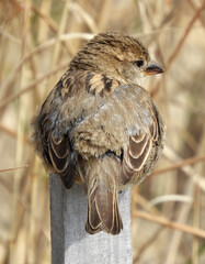  close up of female  house finch perched on a fence in rehoboth beach, delaware        