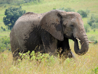 Naklejka na ściany i meble bush elephant walking in the grass in maasai mara wildlife park, kenya, east africa
