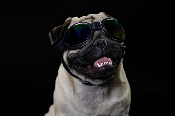 Pug carlino pet puppy dog animal play funny with a lens