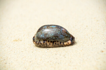 Landscape with shells on tropical beach, lipe island Thailand.