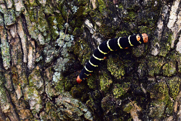 Oruga negra de anillos amarillo, cabeza y cola naranjas, caminando por corteza de un árbol.