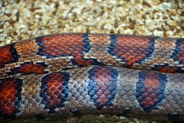 Close up of the beautiful patterns of Corn Snake, originally from Southeastern U.S.A