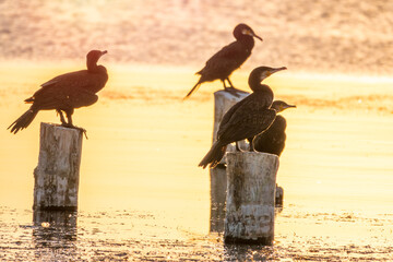 A flock of cormorants sits on a old sea pier in orange sunset light