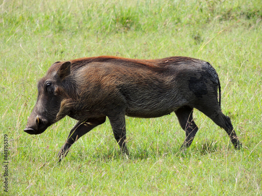 Wall mural warthog walking through the grass on safari in maasai mara national reserve in kenya, east africa