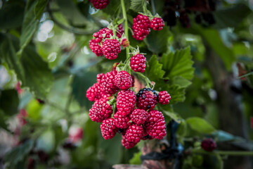 Self-growing blackberries in nature