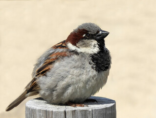 close up of  male house sparrow perched on a fence post  in rehoboth beach, delaware    