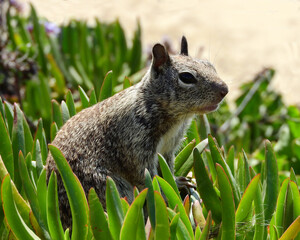 close up of  a california ground squirrel in ice plants on the coastal bluffs in la jolla,...