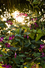 Fototapeta na wymiar Beautiful flowers and leaves in the park with sunlight streaming in through them. Sunset. Park in Rio de Janeiro, Brazil.