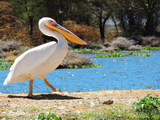great white pelican walking along the shore of lake naivasha, kenya, east africa