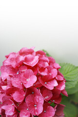 ピンクの紫陽花