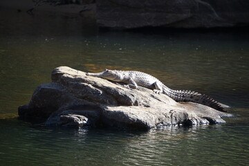 Fototapeta na wymiar Grey crocodile sunning itself on a grey rock.