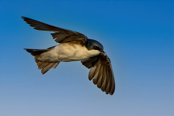 Tree Swallow in Flight