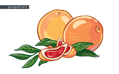 sketch_grapefruit_two_whole_fruits_and_two_slices