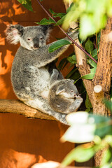 オーストラリア　ブリスベンのローンパイン・コアラ・サンクチュアリのコアラの親子