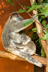 オーストラリア　ブリスベンのローンパイン・コアラ・サンクチュアリのコアラの親子