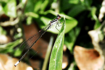 Insect wildlife seen up close in nature