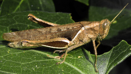 Insect wildlife seen up close in nature