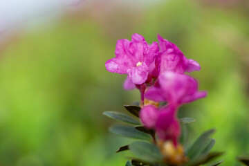 Rhododendron myrtifolium (syn. Rhododendron kotschyi) is a species of flowering plant in the family...