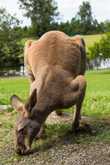 Fototapeta premium オーストラリア ブリスベンのローンパイン・コアラ・サンクチュアリのカンガルー