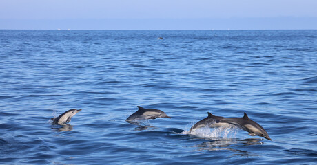 dolphins jumping out the ocean 