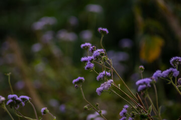 small purple wild flowers with green stems in the mountains