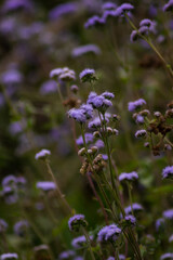 small purple wild flowers with green stems in the mountains