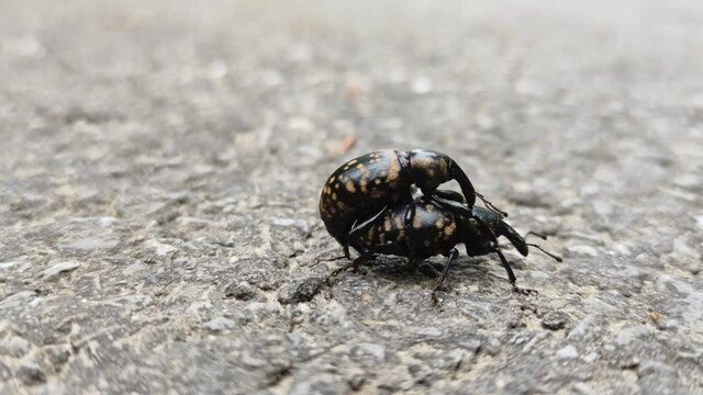Funny close-up shot of two beetles mating and walking on the street.