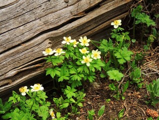 pretty    yellow globeflower wildflowers  next to a log in the indian peaks wilderness area, colorado       