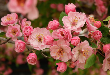 close up of pretty pink crab apple blossoms in spring in broomfield, colorado     