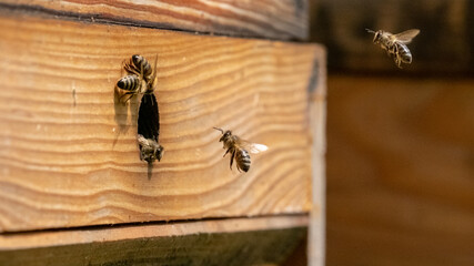 Breeding of bees, raising of queen bees. Honey production.