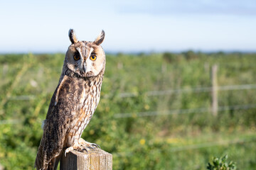 owl on a fence