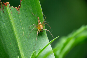 Male stripped lynx spider, Oxyopes salticus, Satara Maharashtra India