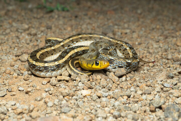 Sky blue colour morph of buff striped keelback, Amphiesma stolatum, Satara, Maharashtra, india