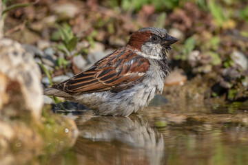 Fototapeta premium Haussperling (Passer domesticus) Männchen