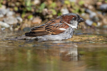 Haussperling (Passer domesticus) Männchen