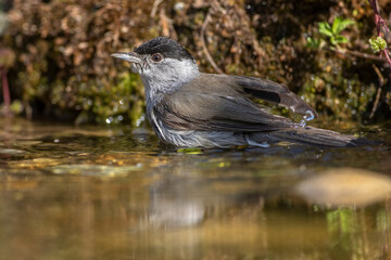 Mönchsgrasmücke (Sylvia atricapilla) Männchen