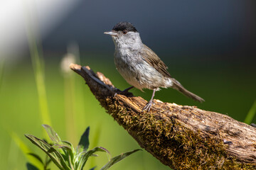 Mönchsgrasmücke (Sylvia atricapilla) Männchen