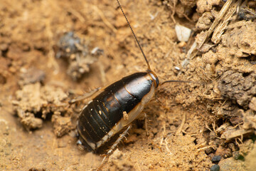 Wild cockroach, blatella sp. Satara Maharashtra, India