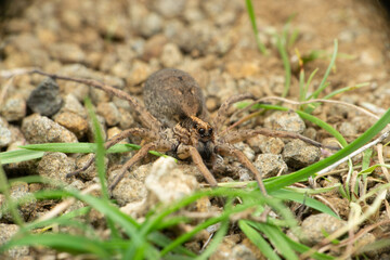 Wolf spider, Lycosa sp, Lycosidae, Satara Maharashtra, India
