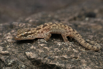 Brookes gecko, Hemidactylus brookii, Satara Maharashtra India