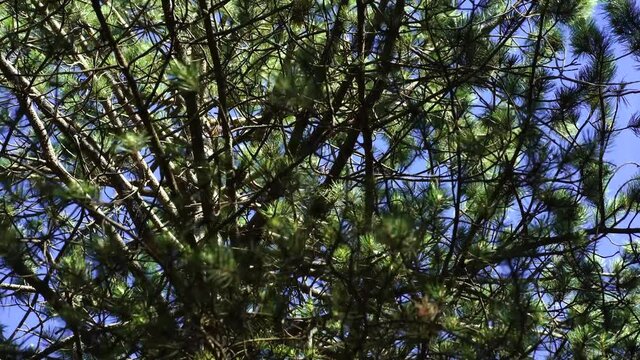 Pine tree branches with needles waving from light breeze on mountain forest, foliage background