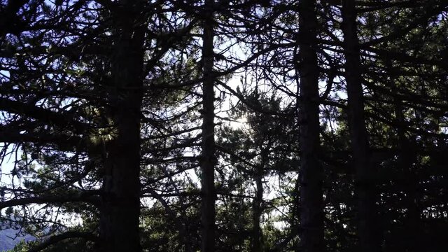 Sun flares through pine tree branches and needles on wild forest, hiking outdoor