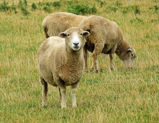 coopworth sheep grazing in  picturesque farmlands near balclutha in south otago on the south island of new zealand 