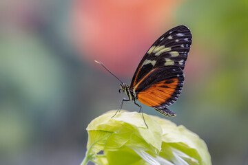  Beautiful Tiger longwing (Heliconius hecale) on a beautiful yellow flower in the amazon rainforest in South America. Presious Tropical butterfly . Blurry green background.                            