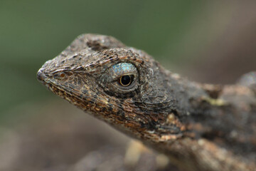 Male of Fan throated lizard, Sarada ponticeriana Satara Maharashtra India