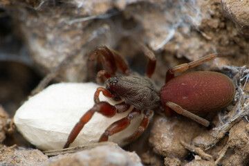 Red velvet spider with eggsack, Stenochilus hobsoni, Satara, Maharashtra india