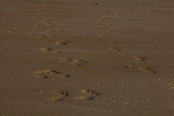 オーストラリア　西オーストラリア州のブルームのケーブル・ビーチの足跡