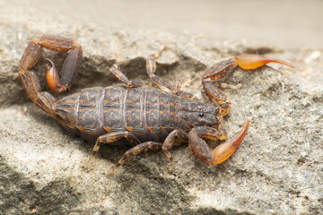 Sri lankan Lychas scorpion, Lychas srilankensis, Satara Maharashtra India