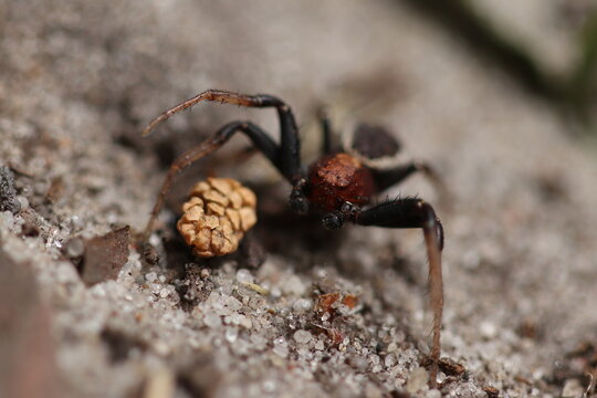 Spider living in the forest. Spider on the sand near the cone. 